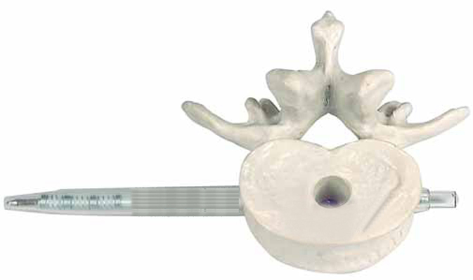 3rd Lumbar Vertebra Penholder life size